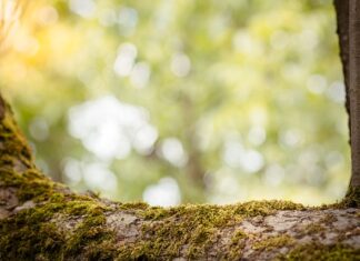 Jak obliczyć swoją zdolność kredytową?