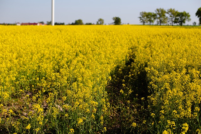 Co się dzieje z LPP? Co się dzieje z LPP?