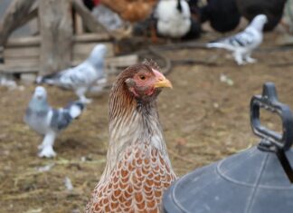 Co po spłacie kredytu?